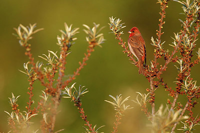 BUITEN BEELD Foto: 351876