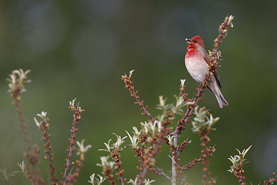BUITEN BEELD Foto: 351877
