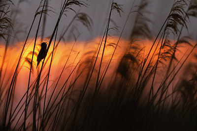 BUITEN BEELD Foto: 351887