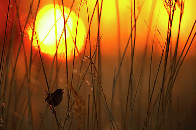BUITEN BEELD Foto: 351895