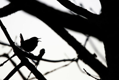 BUITEN BEELD Foto: 351899