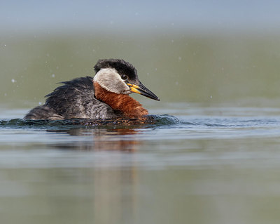 BUITEN BEELD Foto: 351907