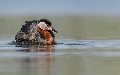 BUITEN BEELD Foto: 351920