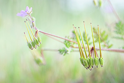 BUITEN BEELD Foto: 351923