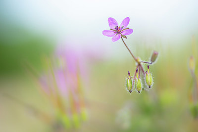 BUITEN BEELD Foto: 351924