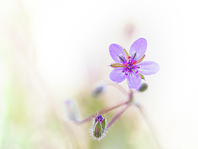 BUITEN BEELD Foto: 351926