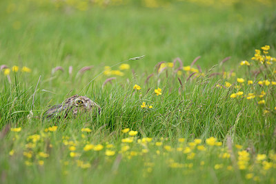 BUITEN BEELD Foto: 352007