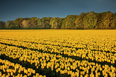 BUITEN BEELD Foto: 352057