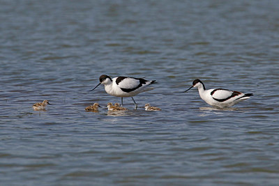 BUITEN BEELD Foto: 352077