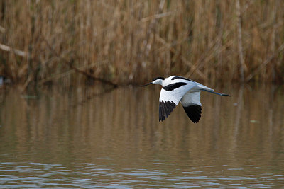 BUITEN BEELD Foto: 352078