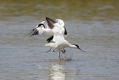 BUITEN BEELD Foto: 352080