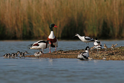 BUITEN BEELD Foto: 352086