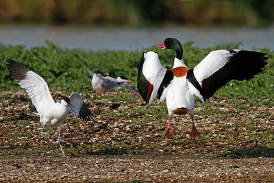 BUITEN BEELD Foto: 352087