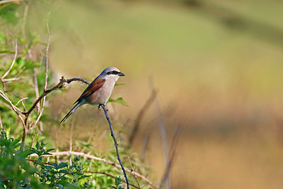 BUITEN BEELD Foto: 352092