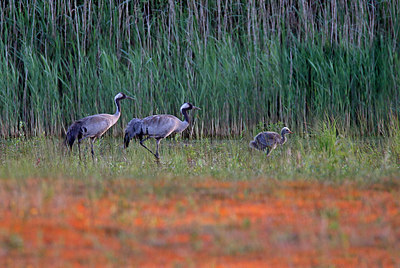 BUITEN BEELD Foto: 352097