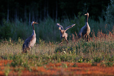 BUITEN BEELD Foto: 352100