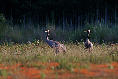 BUITEN BEELD Foto: 352101