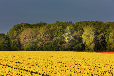 BUITEN BEELD Foto: 352143