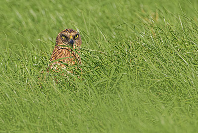 BUITEN BEELD Foto: 352227