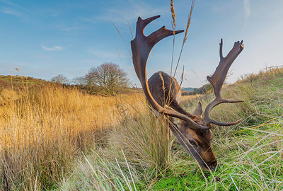 BUITEN BEELD Foto: 352250