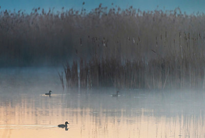 BUITEN BEELD Foto: 352268