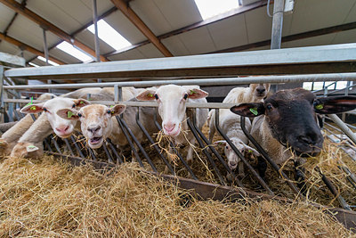 BUITEN BEELD Foto: 352300