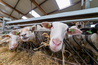 BUITEN BEELD Foto: 352306
