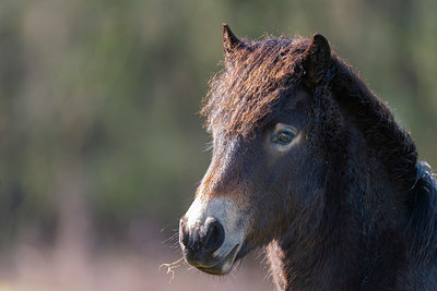 BUITEN BEELD Foto: 352327