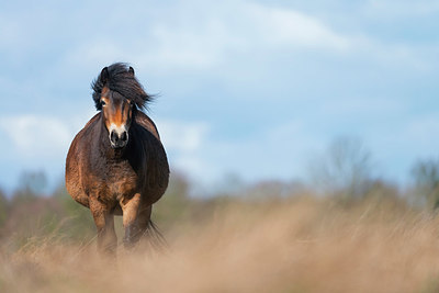 BUITEN BEELD Foto: 352330