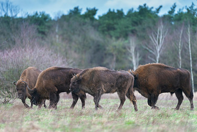 BUITEN BEELD Foto: 352377