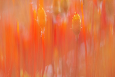BUITEN BEELD Foto: 352389