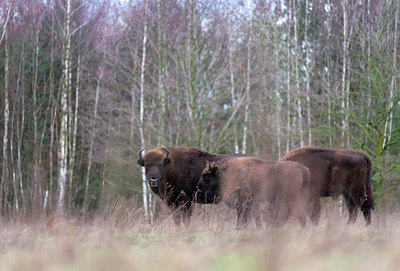 BUITEN BEELD Foto: 352391