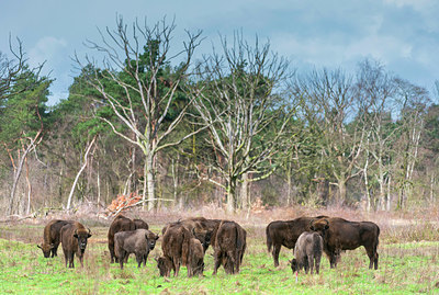 BUITEN BEELD Foto: 352432