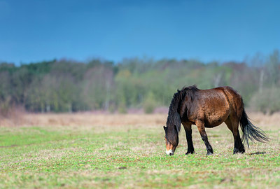 BUITEN BEELD Foto: 352437