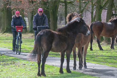 BUITEN BEELD Foto: 352443