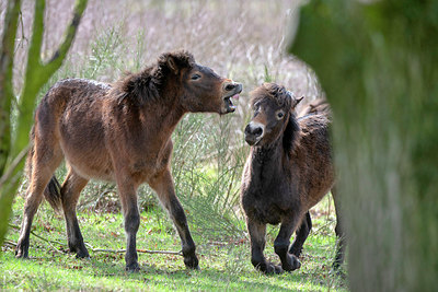 BUITEN BEELD Foto: 352456