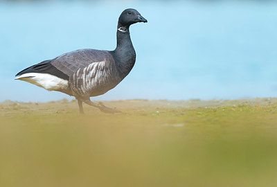 BUITEN BEELD Foto: 352479