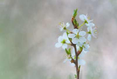 BUITEN BEELD Foto: 352482