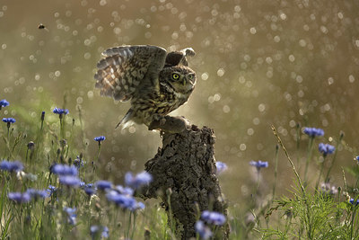 BUITEN BEELD Foto: 352506