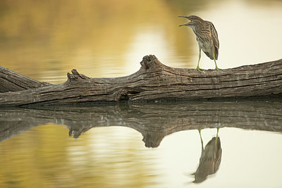 BUITEN BEELD Foto: 352507