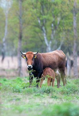 BUITEN BEELD Foto: 352513