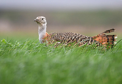 BUITEN BEELD Foto: 352537