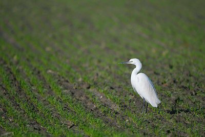 BUITEN BEELD Foto: 352547