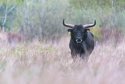 BUITEN BEELD Foto: 352549