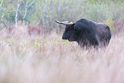 BUITEN BEELD Foto: 352557