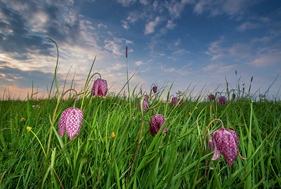 BUITEN BEELD Foto: 352574