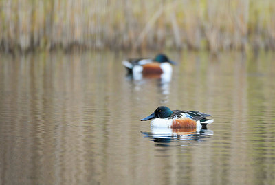 BUITEN BEELD Foto: 352589