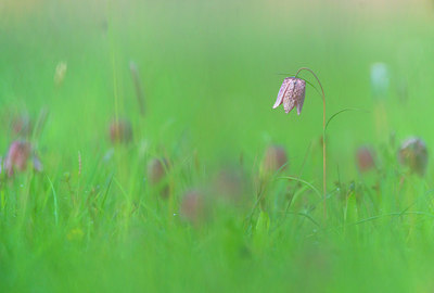 BUITEN BEELD Foto: 352627