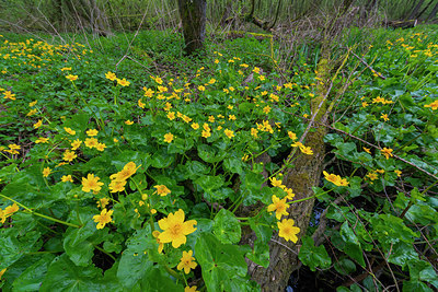 BUITEN BEELD Foto: 352641