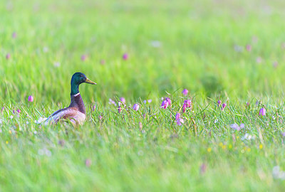 BUITEN BEELD Foto: 352680